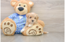 Maltipoo Pup Being Cute