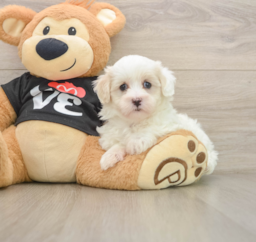 8 week old Maltipoo Puppy For Sale - Windy City Pups