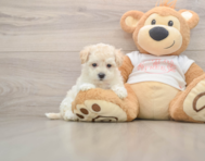 8 week old Maltipoo Puppy For Sale - Windy City Pups