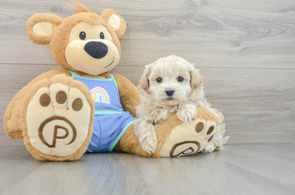 7 week old Maltipoo Puppy For Sale - Windy City Pups