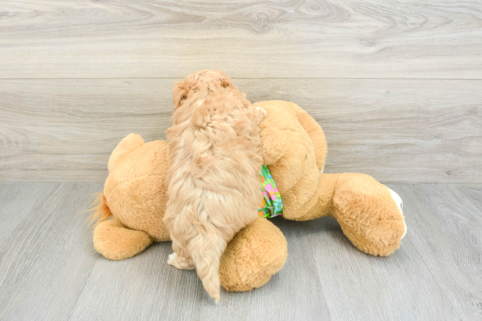 Best Maltipoo Baby