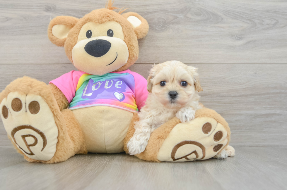 7 week old Maltipoo Puppy For Sale - Windy City Pups