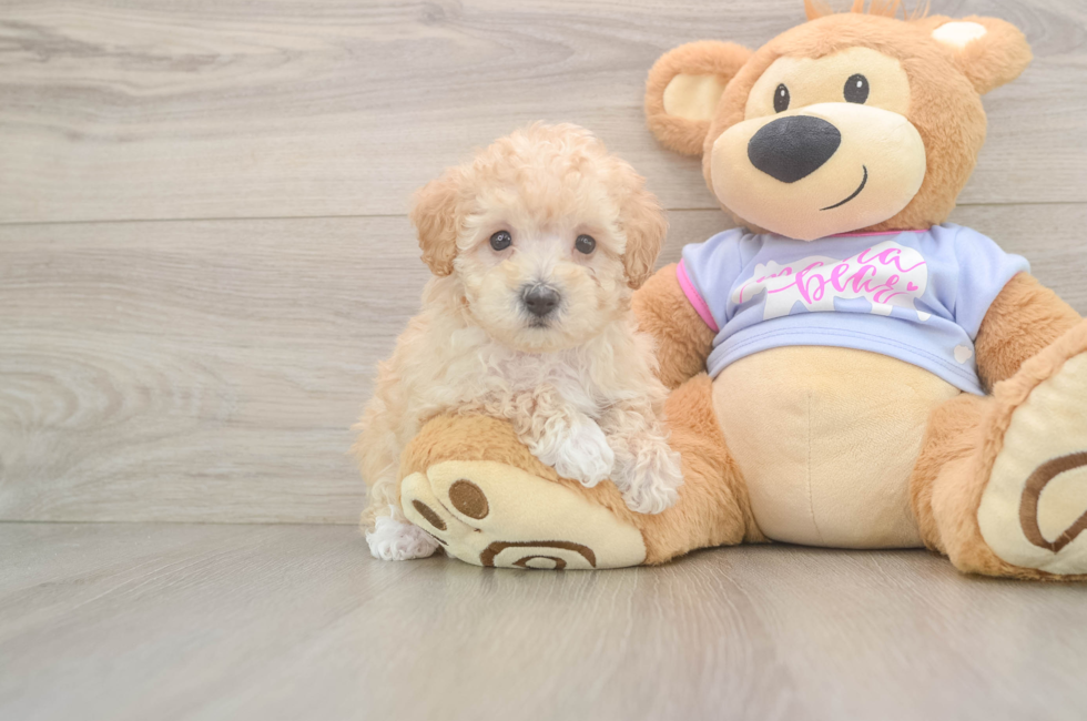 6 week old Maltipoo Puppy For Sale - Windy City Pups