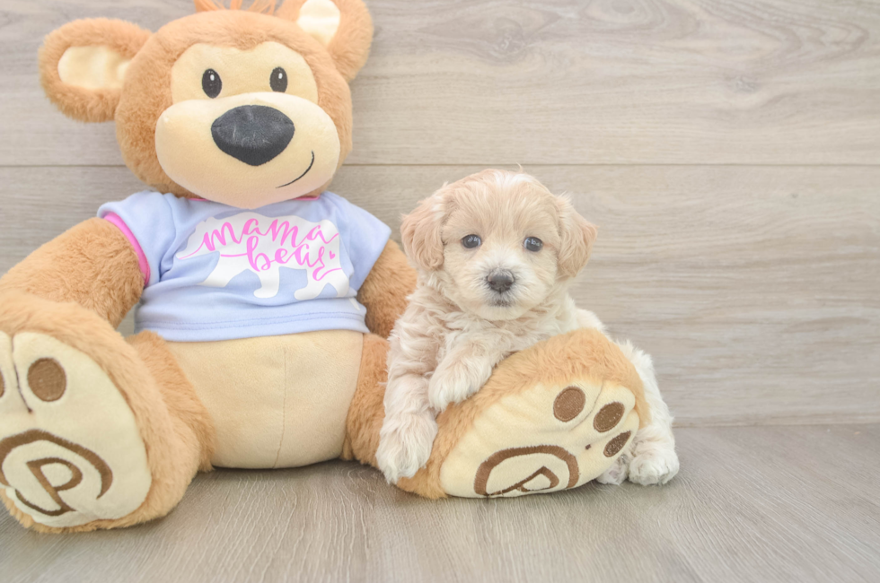 5 week old Maltipoo Puppy For Sale - Windy City Pups