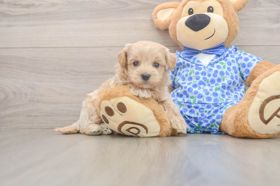 7 week old Maltipoo Puppy For Sale - Windy City Pups