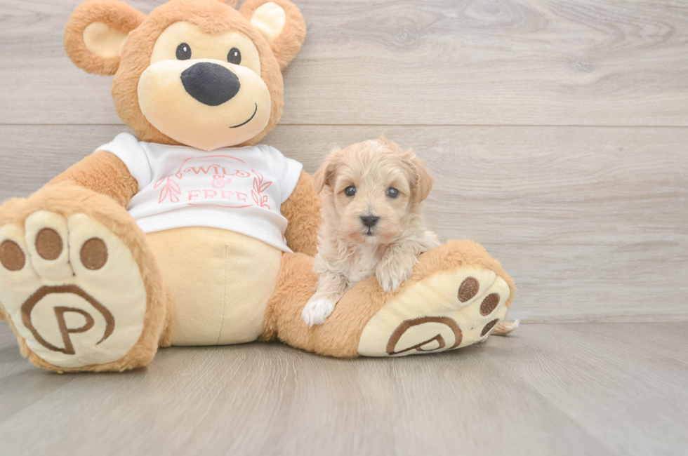 5 week old Maltipoo Puppy For Sale - Windy City Pups