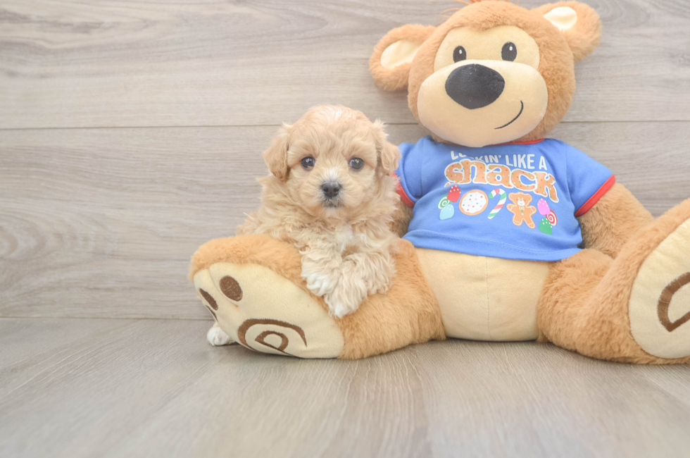 5 week old Maltipoo Puppy For Sale - Windy City Pups