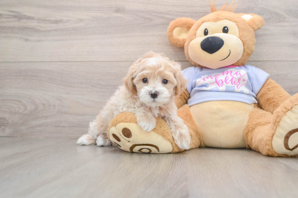 Best Maltipoo Baby