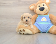 8 week old Maltipoo Puppy For Sale - Windy City Pups