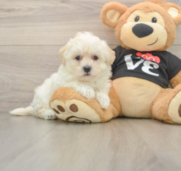 8 week old Maltipoo Puppy For Sale - Windy City Pups
