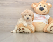 8 week old Maltipoo Puppy For Sale - Windy City Pups