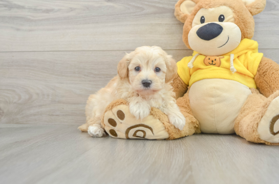 Happy Maltipoo Baby