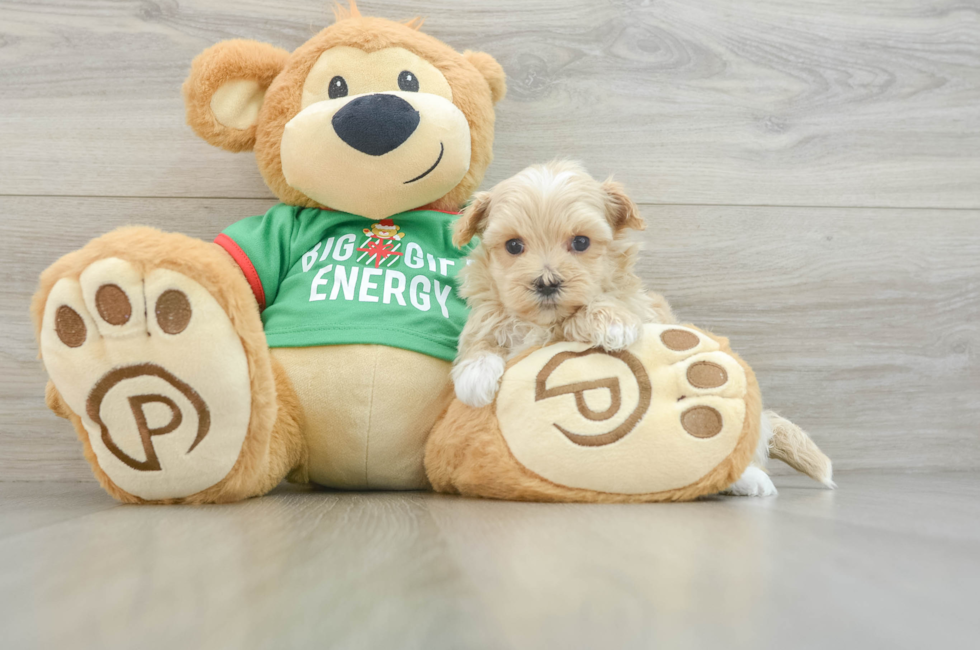 5 week old Maltipoo Puppy For Sale - Windy City Pups