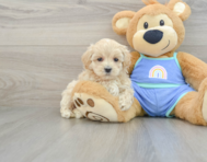 9 week old Maltipoo Puppy For Sale - Windy City Pups