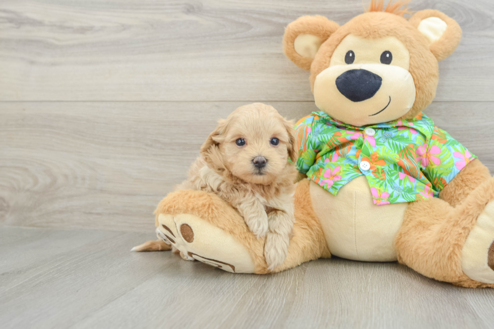 Sweet Maltipoo Baby