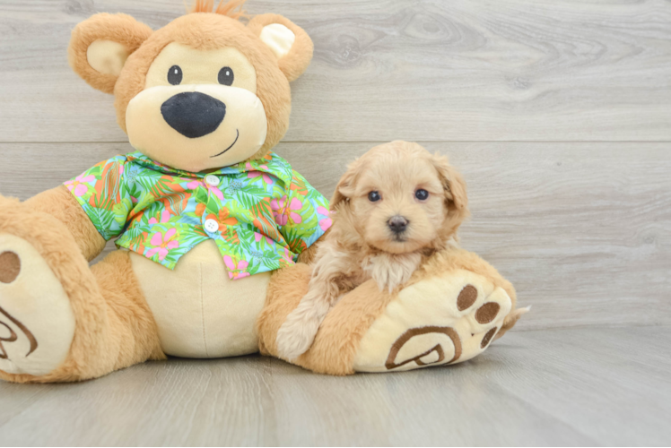 Best Maltipoo Baby