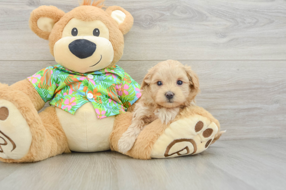 Best Maltipoo Baby