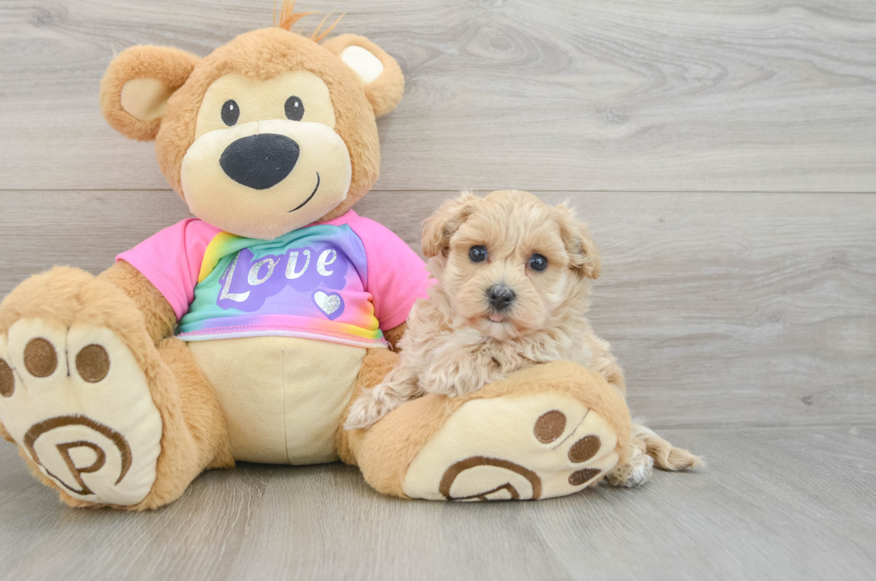 7 week old Maltipoo Puppy For Sale - Windy City Pups