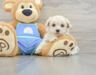 8 week old Maltipoo Puppy For Sale - Windy City Pups