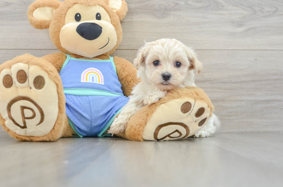 6 week old Maltipoo Puppy For Sale - Windy City Pups