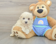 8 week old Maltipoo Puppy For Sale - Windy City Pups