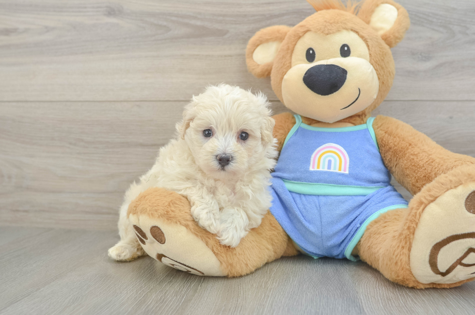 6 week old Maltipoo Puppy For Sale - Windy City Pups