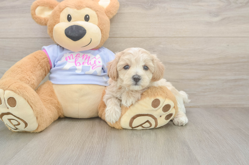 5 week old Maltipoo Puppy For Sale - Windy City Pups