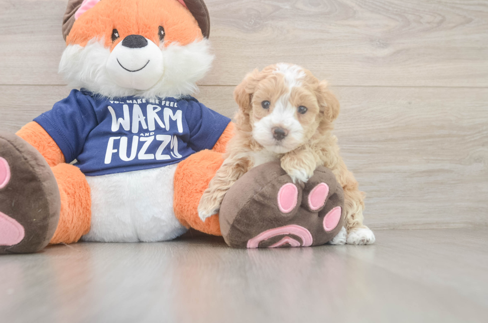 5 week old Maltipoo Puppy For Sale - Windy City Pups