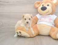 9 week old Maltipoo Puppy For Sale - Windy City Pups