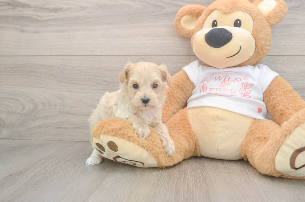 5 week old Maltipoo Puppy For Sale - Windy City Pups