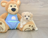 9 week old Maltipoo Puppy For Sale - Windy City Pups