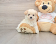 8 week old Maltipoo Puppy For Sale - Windy City Pups