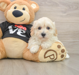 8 week old Maltipoo Puppy For Sale - Windy City Pups