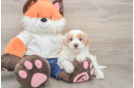 Fluffy Maltipoo Poodle Mix Pup