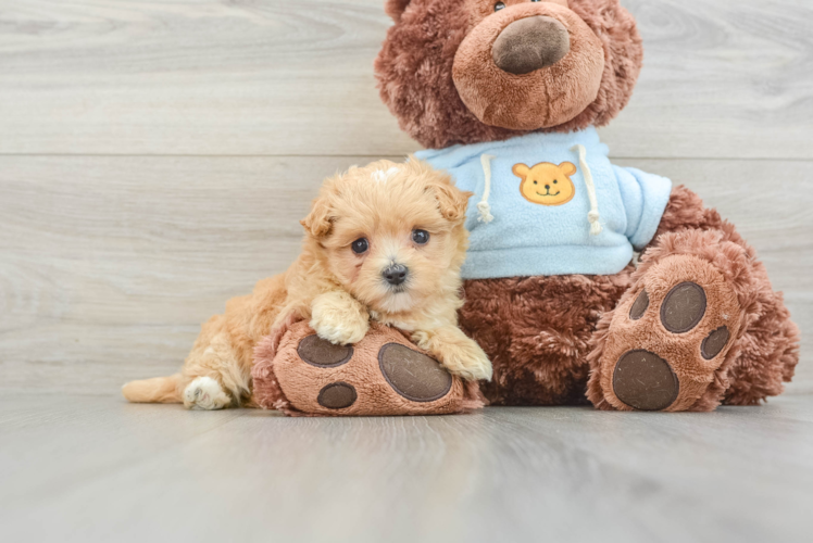 Happy Maltipoo Baby