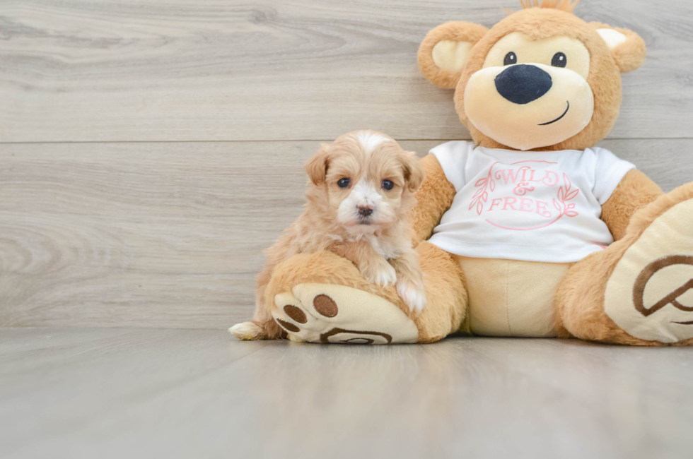 5 week old Maltipoo Puppy For Sale - Windy City Pups