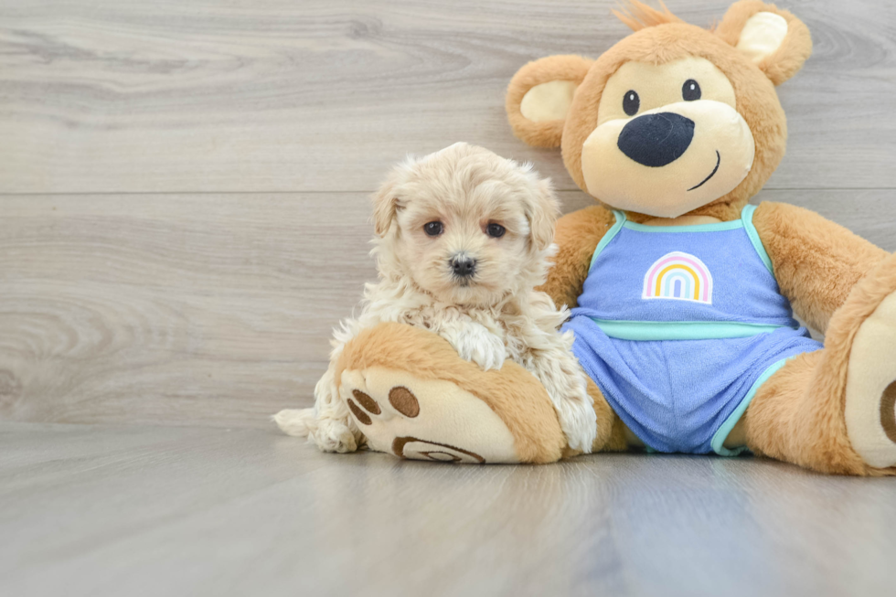 Maltipoo Pup Being Cute