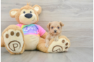 Maltipoo Puppy for Adoption