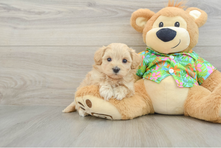 Friendly Maltipoo Baby