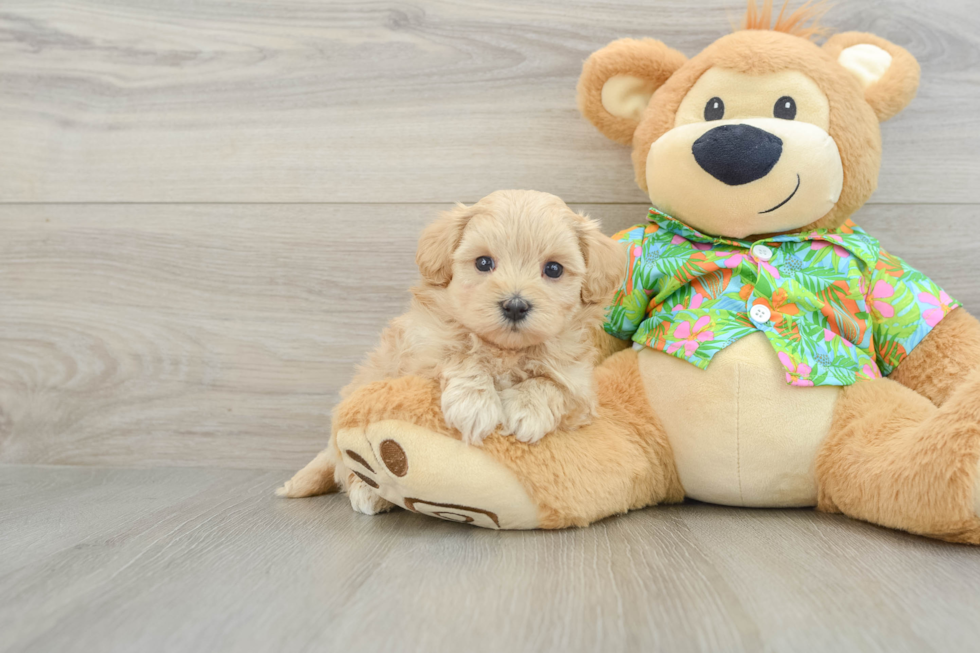 Friendly Maltipoo Baby