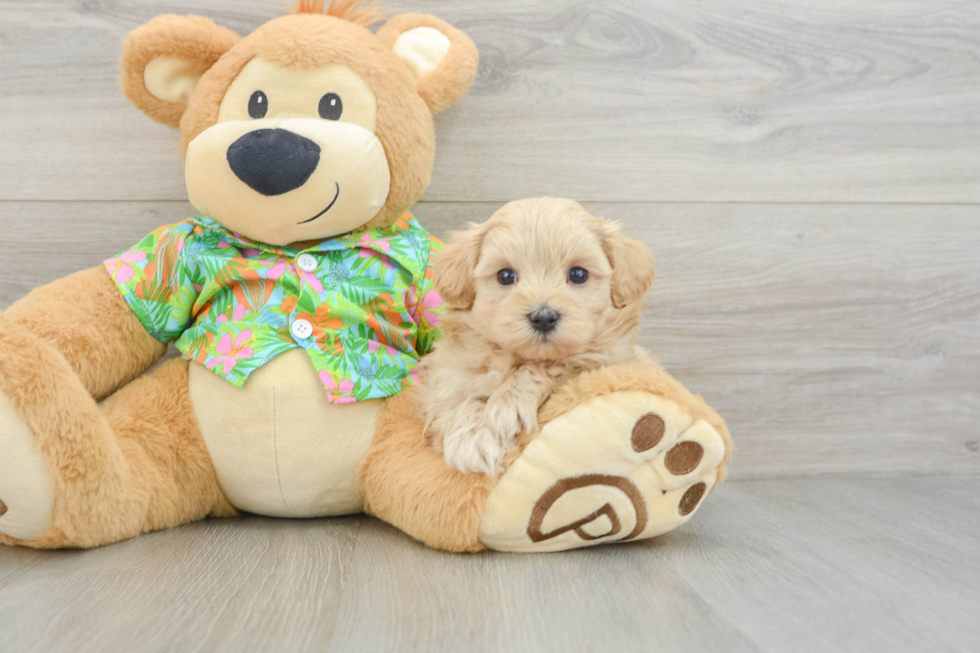 Little Malt a Poo Poodle Mix Puppy