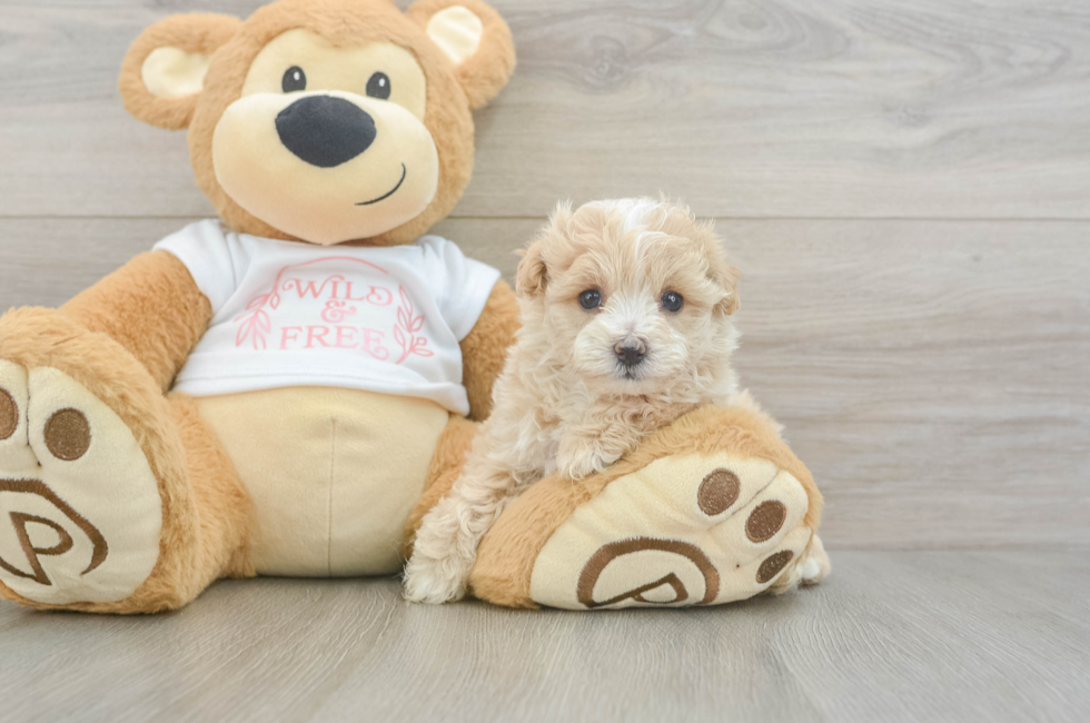 6 week old Maltipoo Puppy For Sale - Windy City Pups