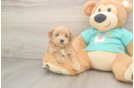 Maltipoo Pup Being Cute