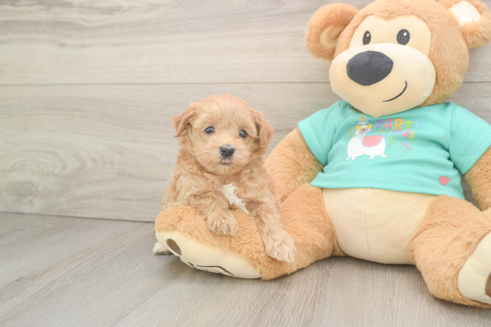 Maltipoo Pup Being Cute