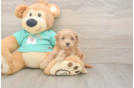 Popular Maltipoo Poodle Mix Pup