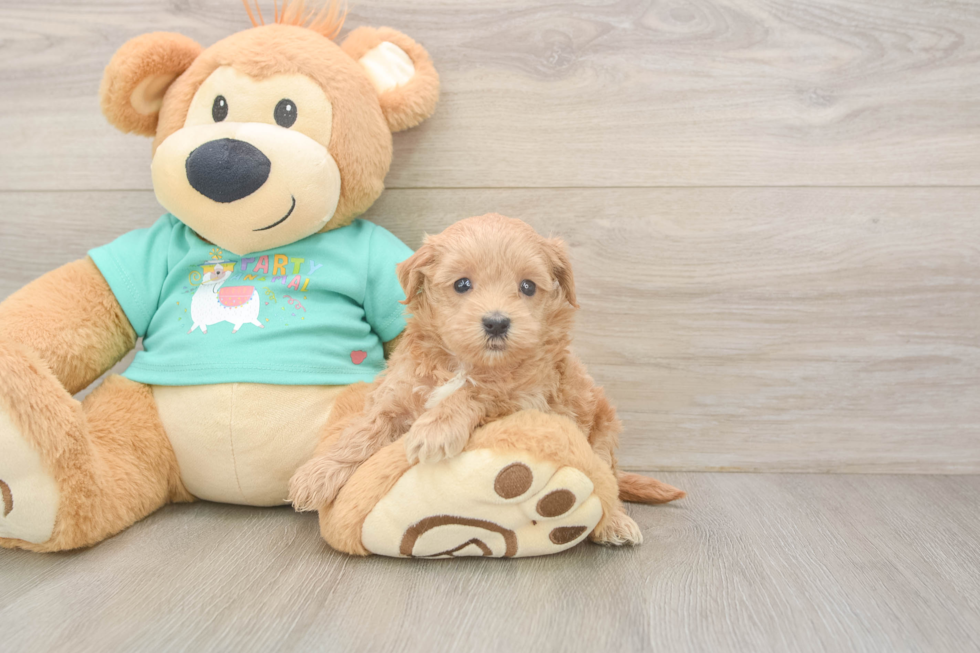 Popular Maltipoo Poodle Mix Pup