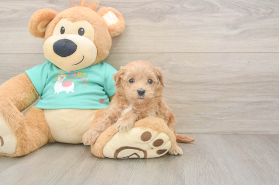 Popular Maltipoo Poodle Mix Pup