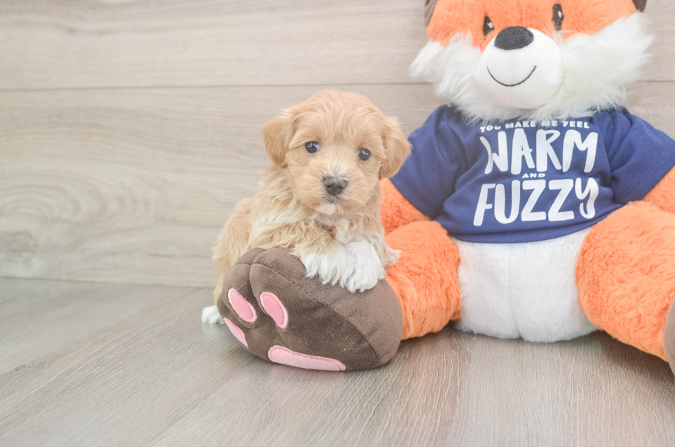 5 week old Maltipoo Puppy For Sale - Windy City Pups