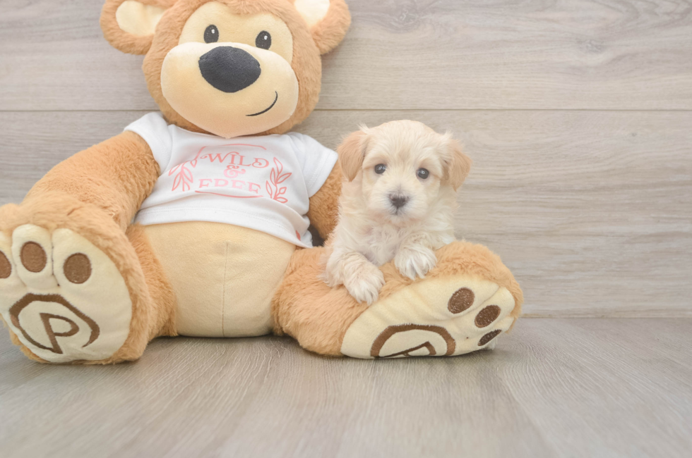 5 week old Maltipoo Puppy For Sale - Windy City Pups