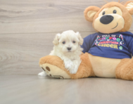 7 week old Maltipoo Puppy For Sale - Windy City Pups